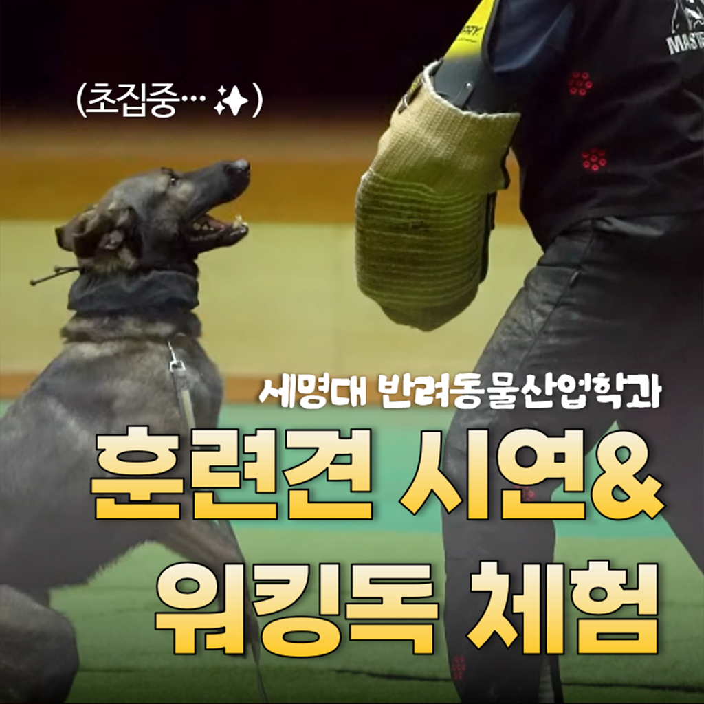 세명대학교 인스타그램 영상2