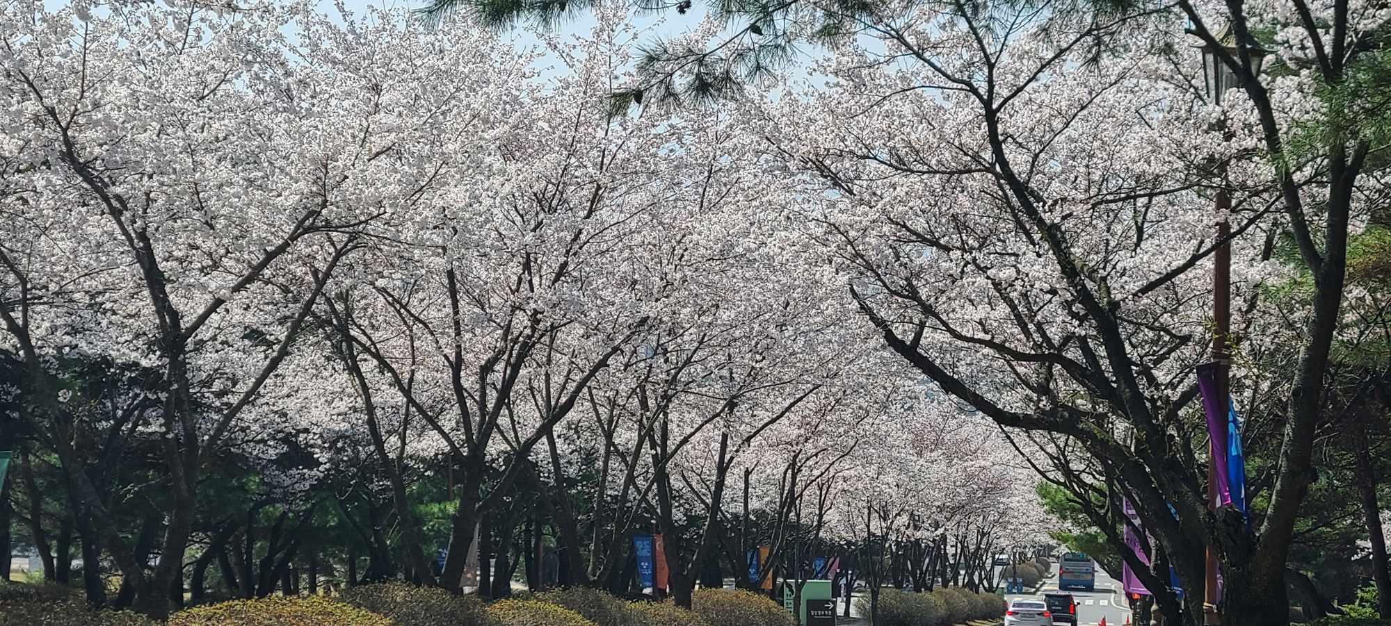 [벚꽃축제] 세명대학교 벚꽃사진