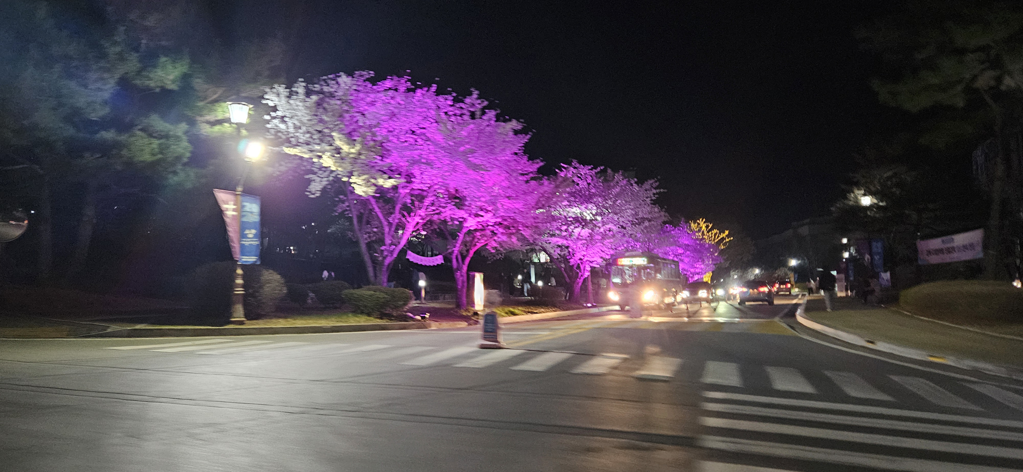 [벚꽃야경] 세명대학교 벚꽃 야간경관
